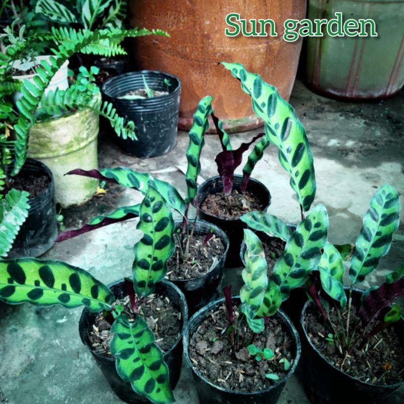 Cây kiểng lá đuôi phụng trang trí