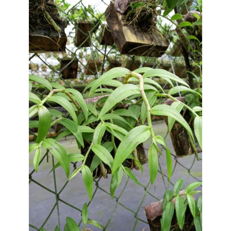 Phong lan hạc vỹ thiên cung lữ bố bảng gỗ