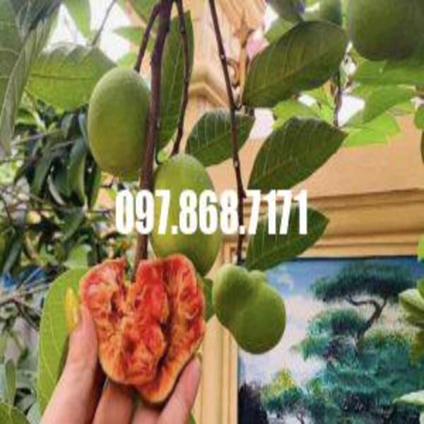 Cây Chay Đỏ Bắc Bộ