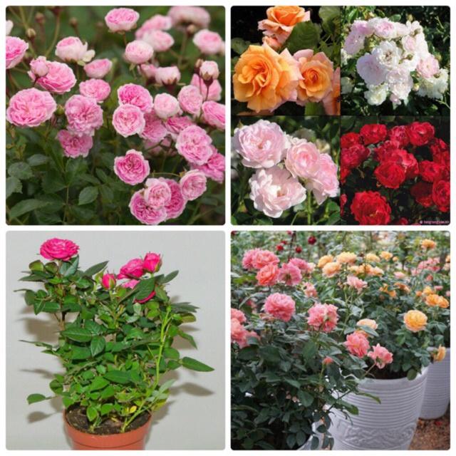 Gốc Hoa Hồng NGoại Siêu Nụ rễ trần