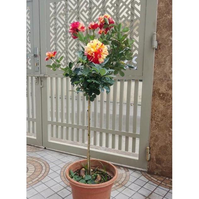 Hạt giống hoa hồng thân gỗ nhiều màu