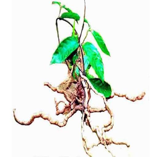 COMBO 3 CÂY GIỐNG BA KÍCH TÍM CHUẨN GIỐNG