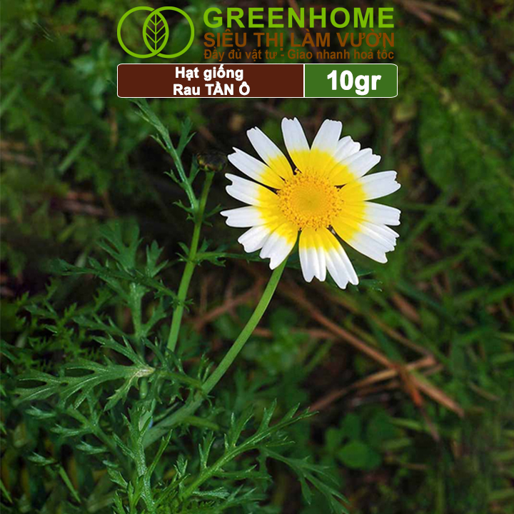 Hạt Giống Rau Tần Ô Greenhome, Gói 10g, Cải Cúc Dễ Trồng, Thu Hoạch Nhanh R02