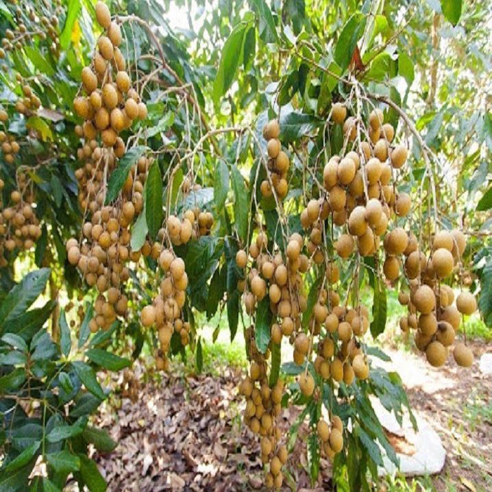 Sản phẩm cây giống NHÃN KHÔNG HẠT THÁI LAN- Cây giống chuẩn F1 + Tặng (0,3kg) phân hữu cơ cao cấp