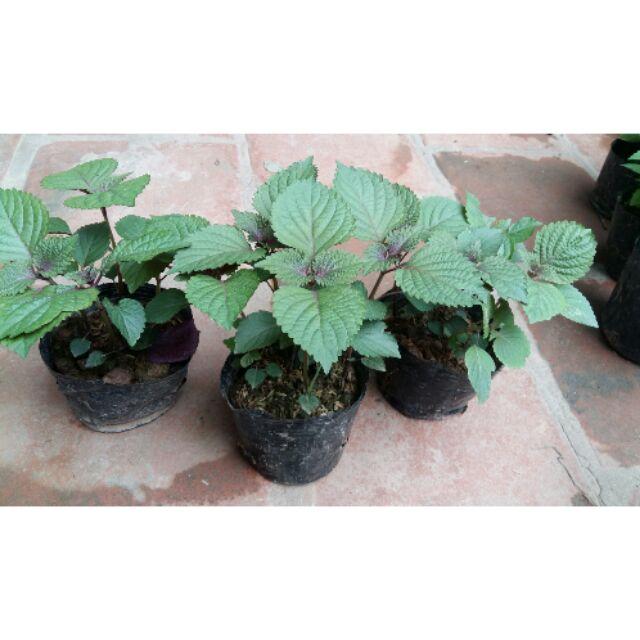 CHUẨN Cây rau Tía tô