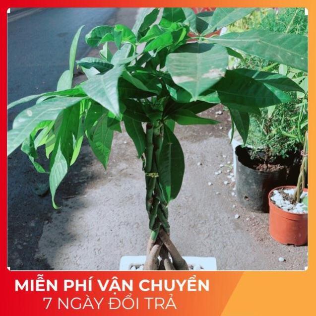 Chậu Kim Ngân 5 Thân