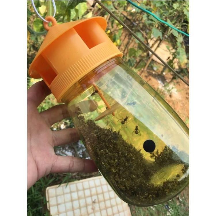 BẪY RUỒI VÀNG HIỆU QUẢ CAO + ỐNG DẪN DỤ , DIỆT TRỪ RUỒI VÀNG GÂY HẠI