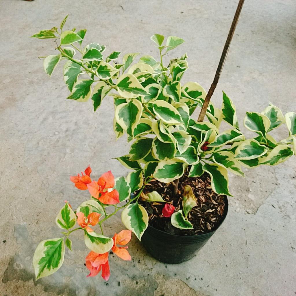 Cây hoa giấy cẩm thạch - cây cảnh để bàn + tặng phân bón cho cây mau lớn