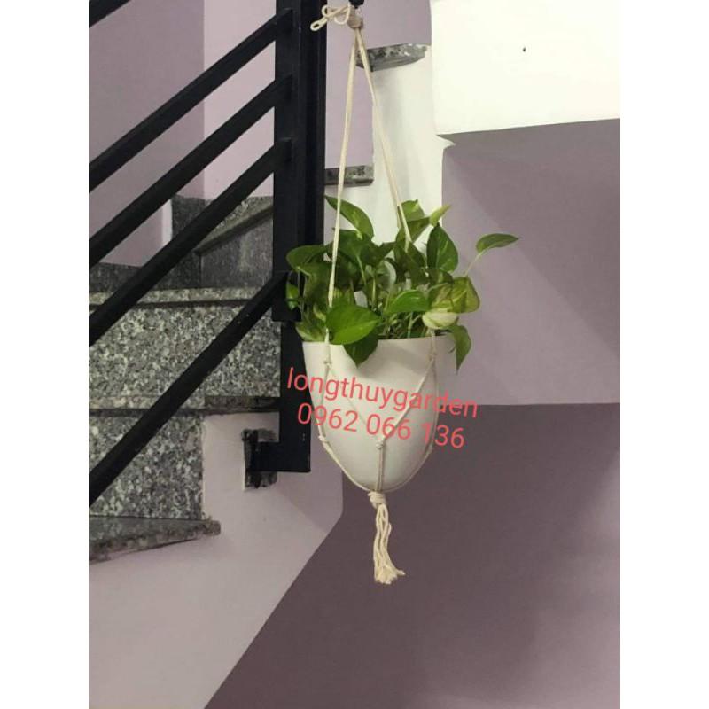 Chậu tự dưỡng treo hình trứng