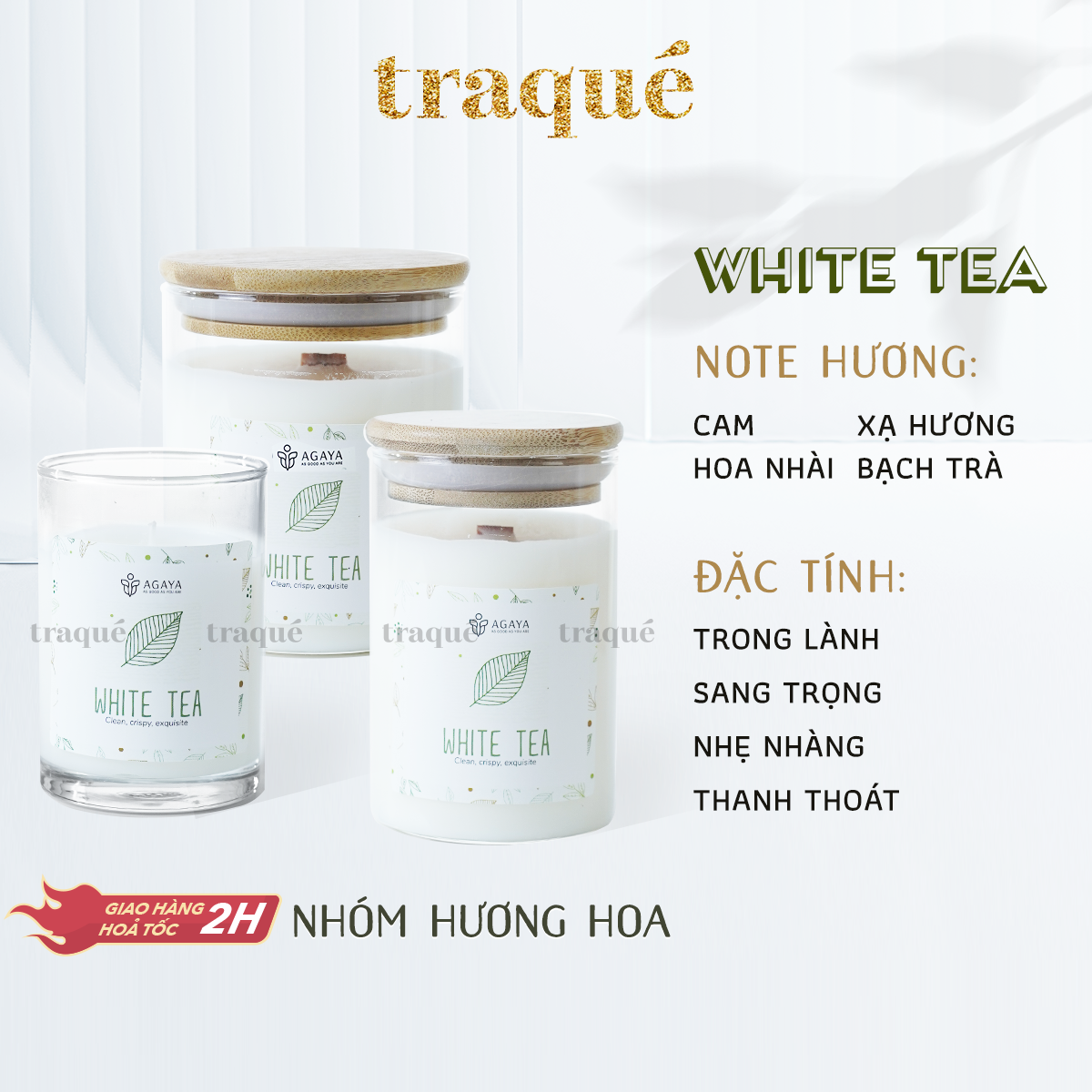 Nến thơm Candle Cup/Agaya - Hương Hoa WHITE TEA