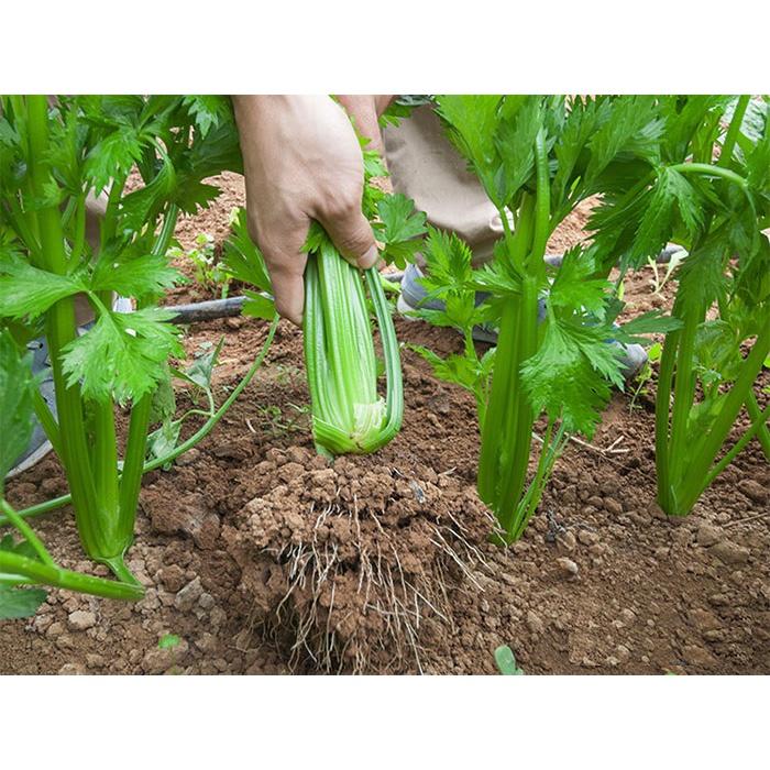 Hạt giống Cần Tây 10g. Dùng làm nước ép cần tây
