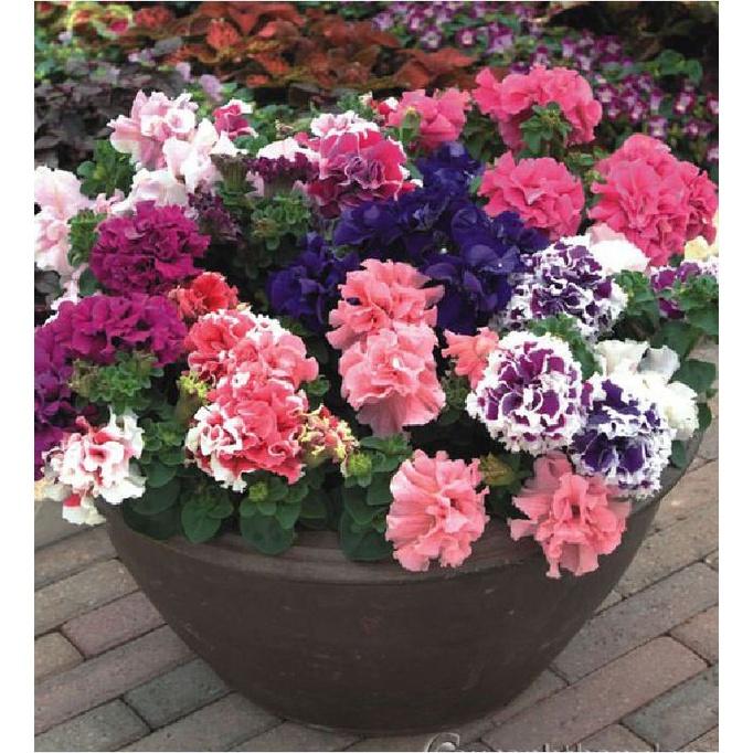 Hạt Giống Hoa Dạ Yến Thảo cánh kép nhiều màu -30 hạt