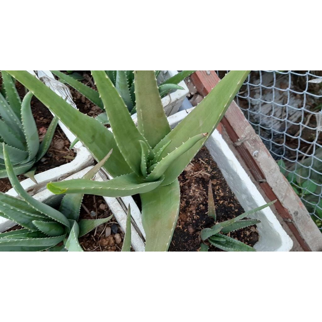 5 cây nha đam thái loai 20-30cm( trên gang tay cây đẹp giống chuẩn