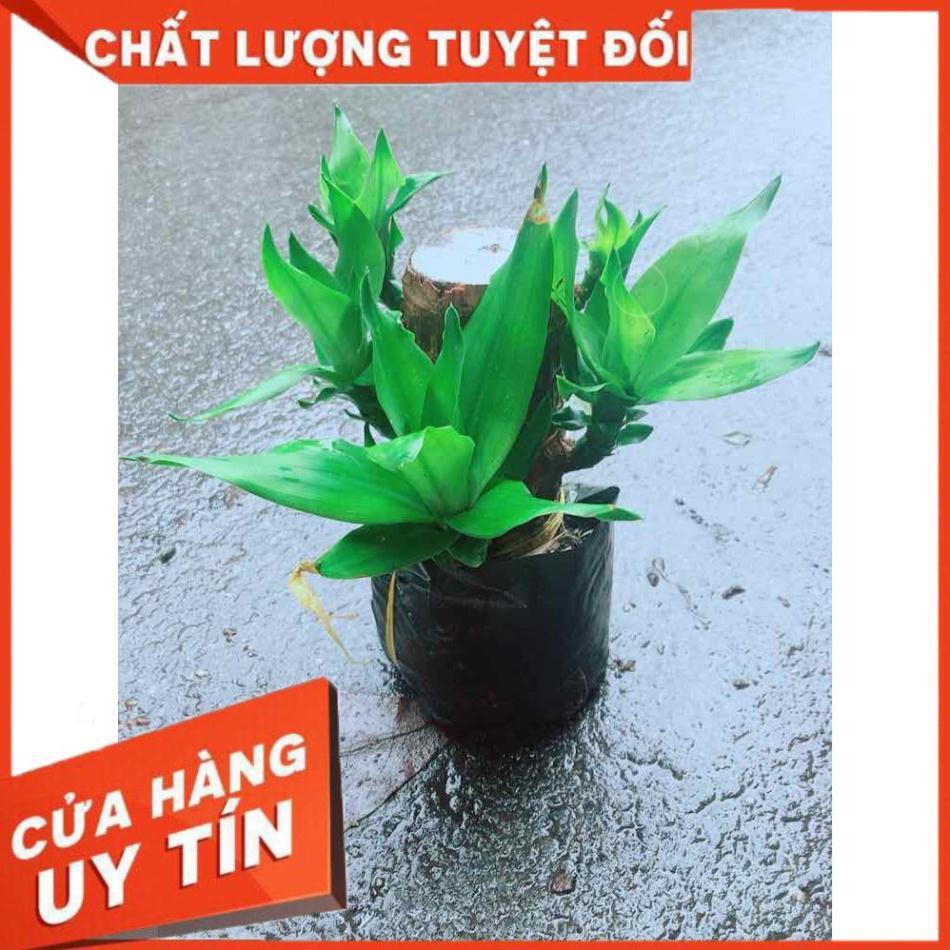 Phát Tài Mini Nhiều Người Mua