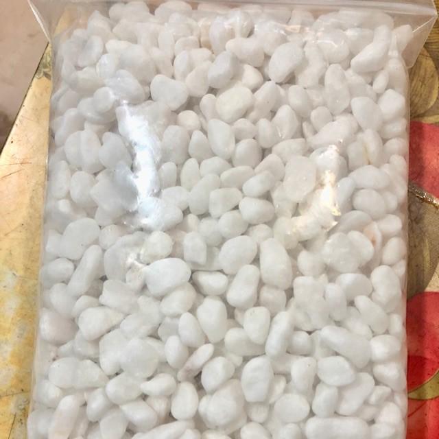 SỎI TRẮNG TRANG TRÍ