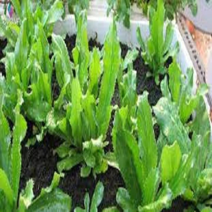 CHẬU RAU MÙI TÀU cây giống chuẩn