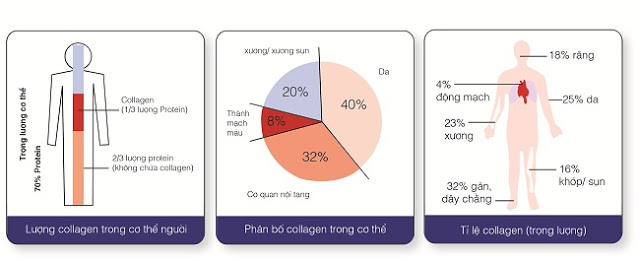 collagen-la-gi.jpg