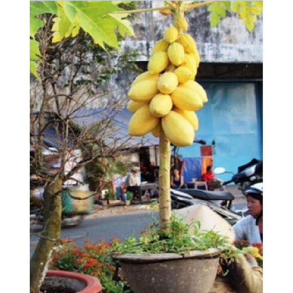 Hạt giống đu đủ lùn da vàng F1 KNS389 - Gói 5 hạt