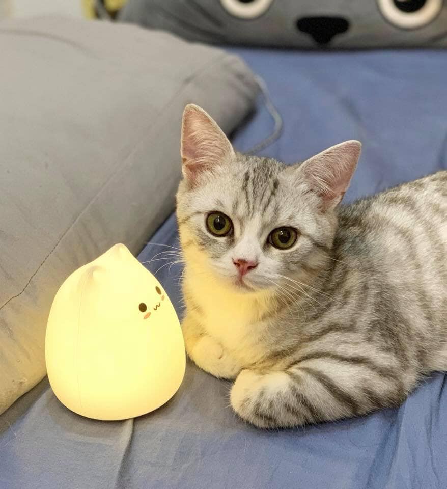 Đèn Ngủ Hình Mèo Con Siêu Dễ Thương - Chất liệu Silicon Dẻo Cao Cấp An Toàn