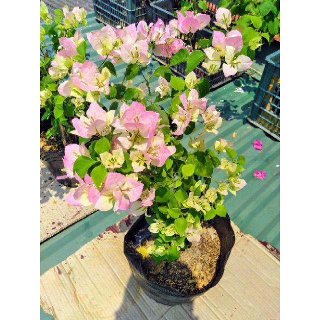 Hoa giấy Sakura nhật - cây trưởng thành đang hoa