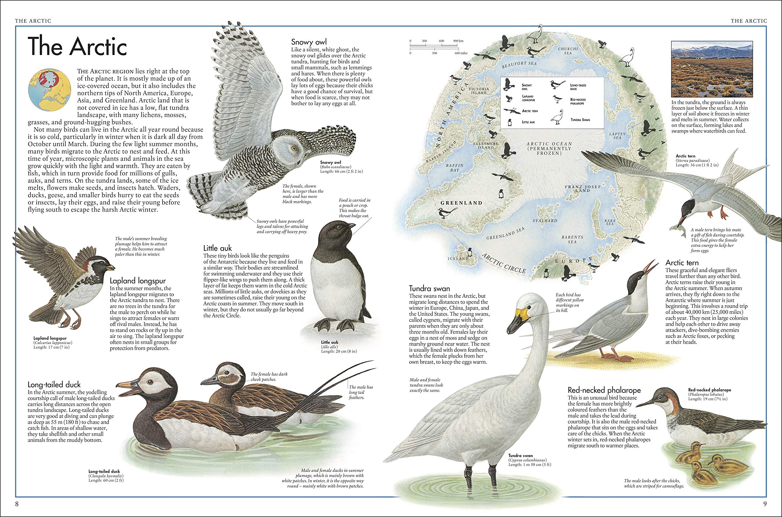 The Bird Atlas: A Pictorial Guide To The World's Birdlife