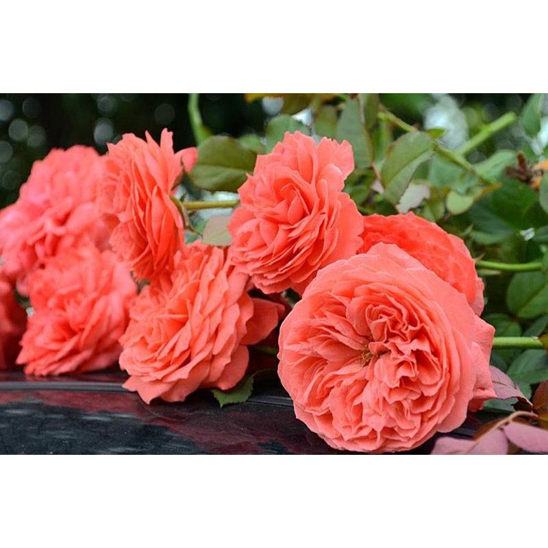 Cây hoa Hồng ngoại summer Fireworks cây nguyên bản