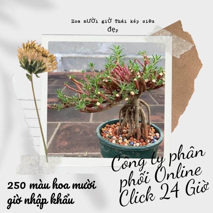 10 Cành Giống Hoa Mười Giờ Bonsai Loại Chuyên Nuôi Gốc To Để Làm BonSai Trồng Được Lâu Năm Hoa Nở Cả Ngày Giống Chuẩn