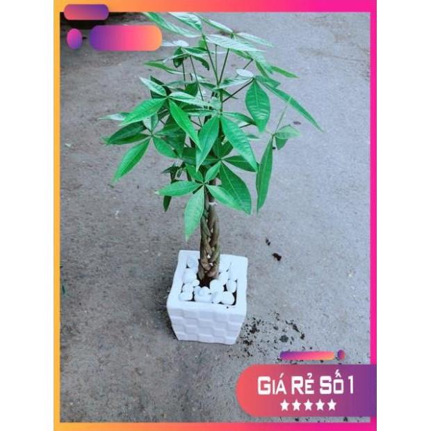 Chậu Kim Ngân Thắt Bính