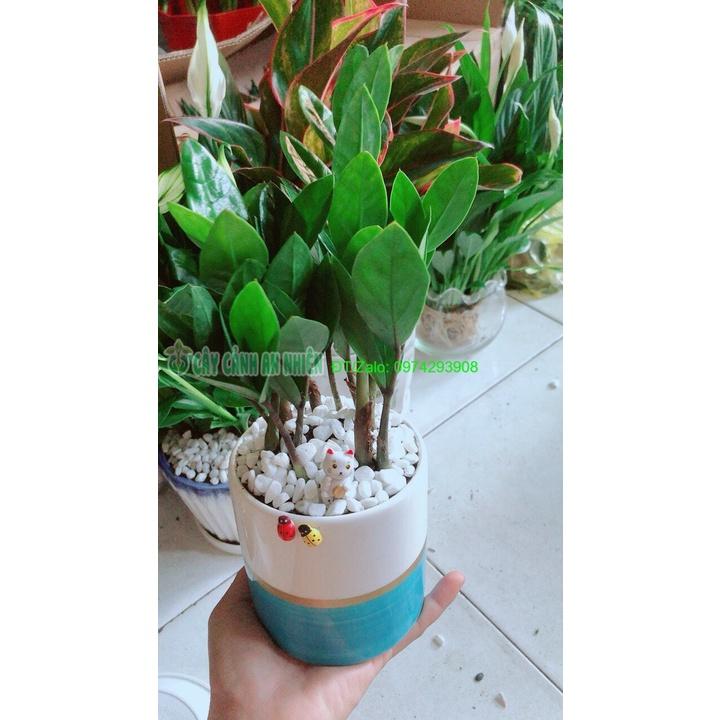 Chậu Cây Kim Tiền Thái Để Bàn