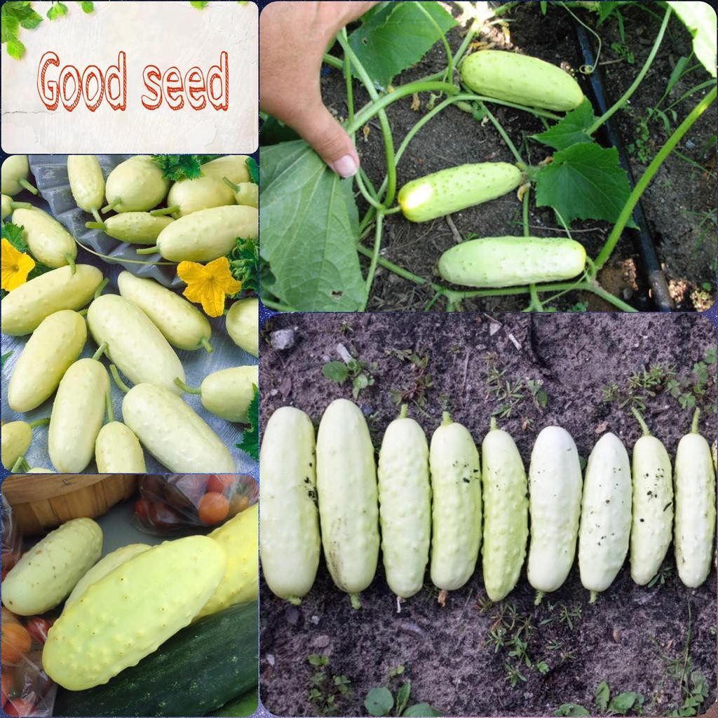 Hạt Giống Dưa Chuột Trắng Có Gai Cực Kỳ Ngọt Năng Xuất Cao Chống Chịu Sâu Bệnh Gói 15 Hạt