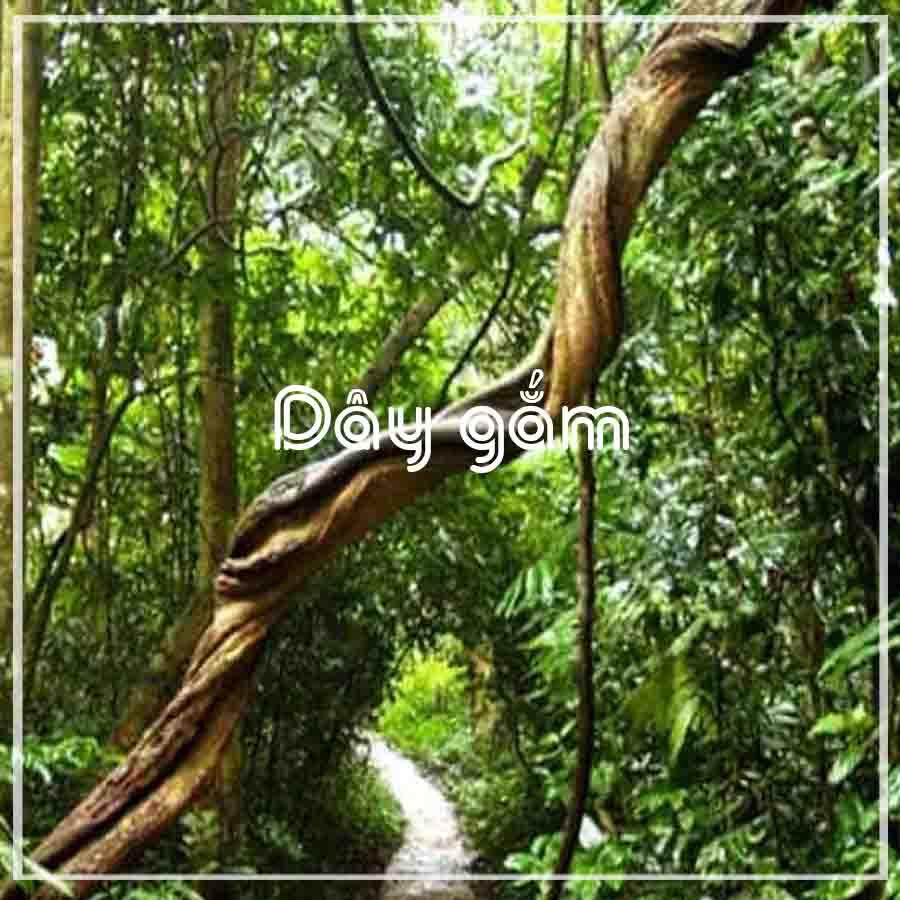 Dây Gắm khô 1kg
