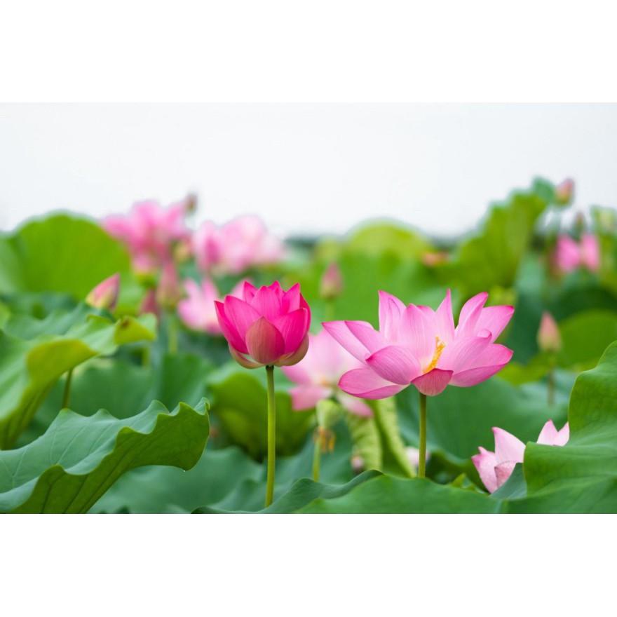 Hạt Giống Sen Lớn,sen ta gói 5 hạt