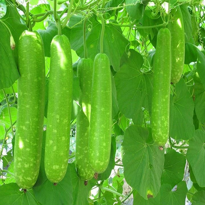 Hạt Giống Bầu Sao Trái Dài Cao Sản, Cho Qủa To Dài Gía Trồng Thử - Khu Vườn Ban Công