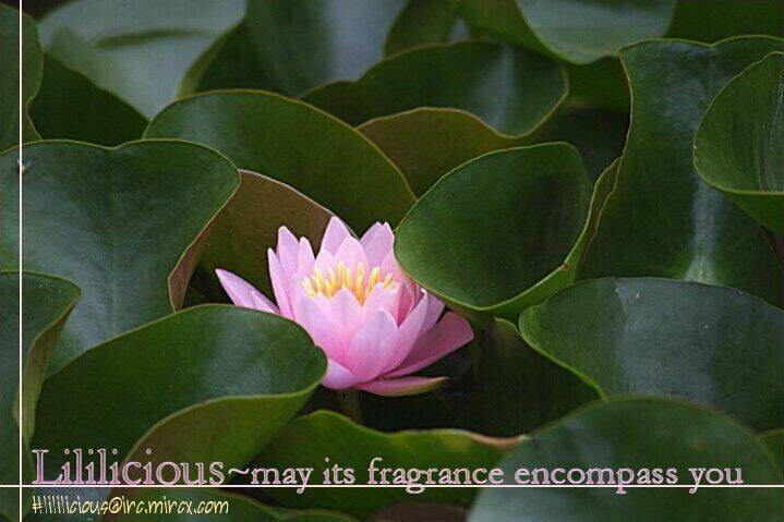 strawberry shake sweet chapter 1 14