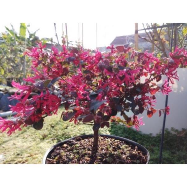 Cây Hồng phụng hoa đỏ rực