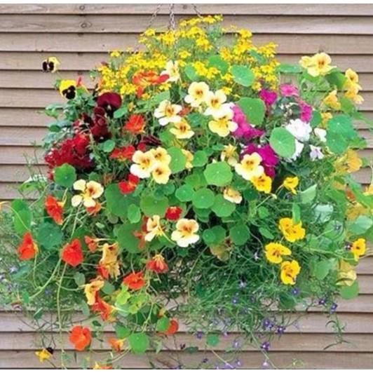 15hạt giống hoa sen cạn rủ đủ màu