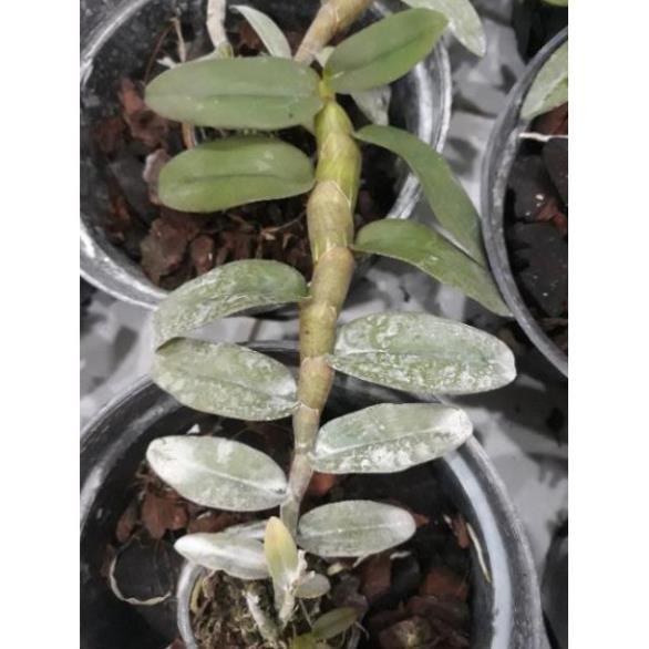 Sản Phẩm Hoa phong lan - nù tam bố cây năm 3 7-10 cm