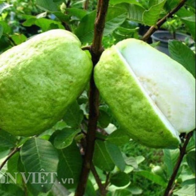 Cây  ổi lê  đài  loan