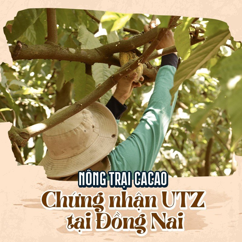 Heyday Bột Cacao Nguyên Chất Không Đường Việt Nam - Dòng Origin - Chứng Nhận UTZ - Hỗ Trợ Giảm Cân - Túi Giấy 250g