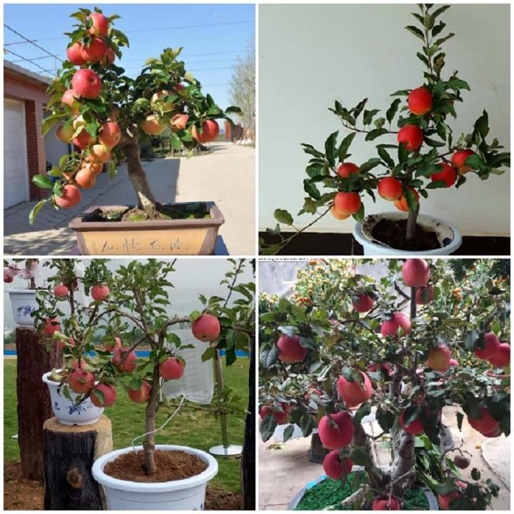 CÂY Giống Táo Đỏ Lùn F1 Siêu Lùn QUẢ SỚM Trồng Chậu Làm Cảnh Tuyệt Đẹp-CAM KẾT GIỐNG CHUẨN