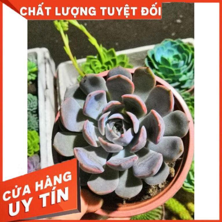 Sen đá tím cánh cứng size đại kèm chậu sứ trắng Nhiều Người Mua