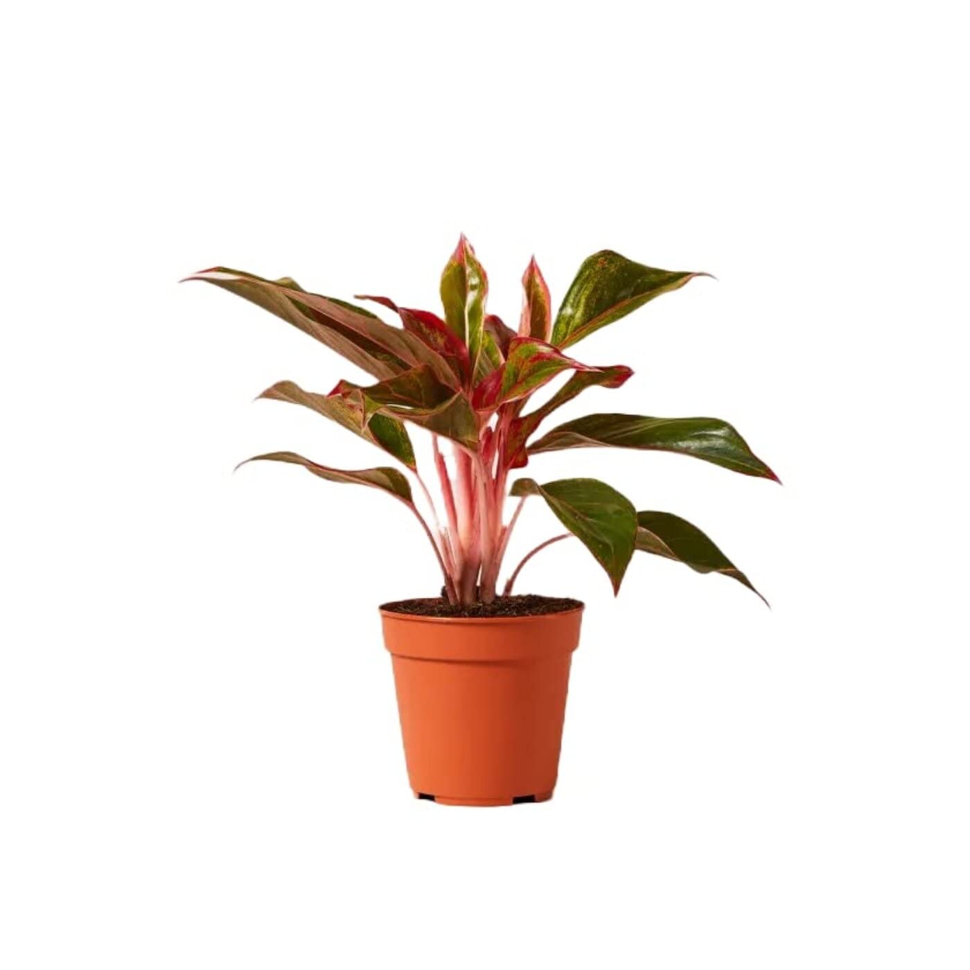 Cây giống phú quý Aglaonema hybrid 'Crete' Mầm Xinh