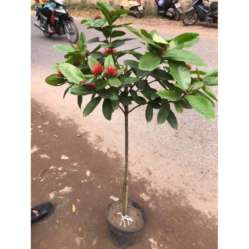 MẪU ĐƠN TA THOÁT THÂN TỪ 60CM