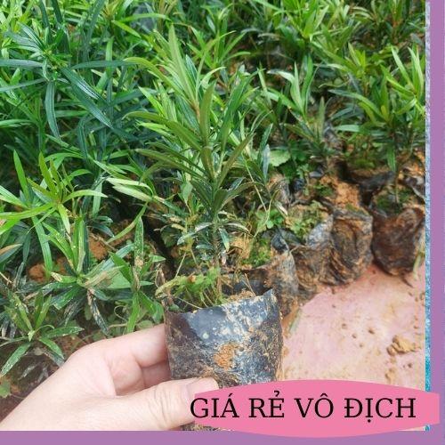 CÂY TÙNG LA HÁN GIỐNG TÙNG VẠN NIÊN CÂY CAO 10-15CM TẠO DÁNG BONSAI