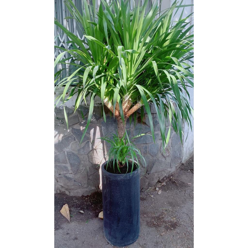 Chậu Cây Phát Tài Núi Lớn