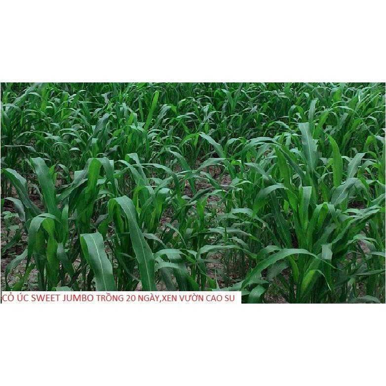 Hạt Giống Cỏ Sweet Jumbo - Cỏ Họ Ngô
