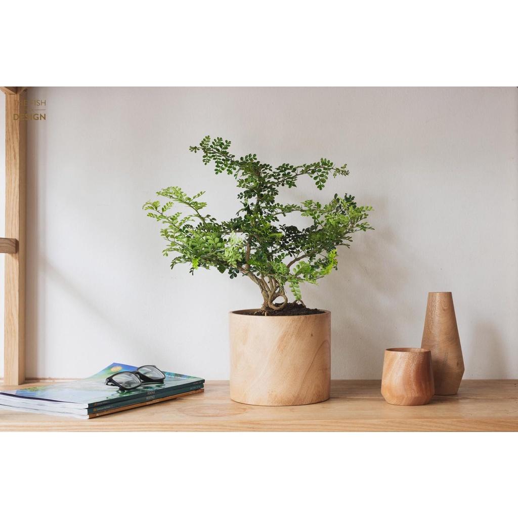 Cây Cần Thăng Bonsai mang lại nhiều thành công trong công việc, đặc biệt là người mệnh Mộc | size LS | The Fish Design