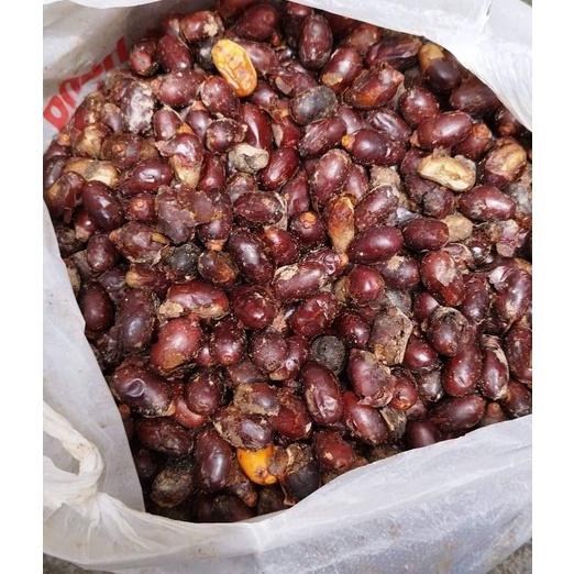 Hạt giống chà là cảnh - chà là kiểng 1kg/gói