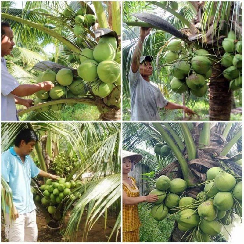 Cây giống dừa xiêm lùn siêu trái