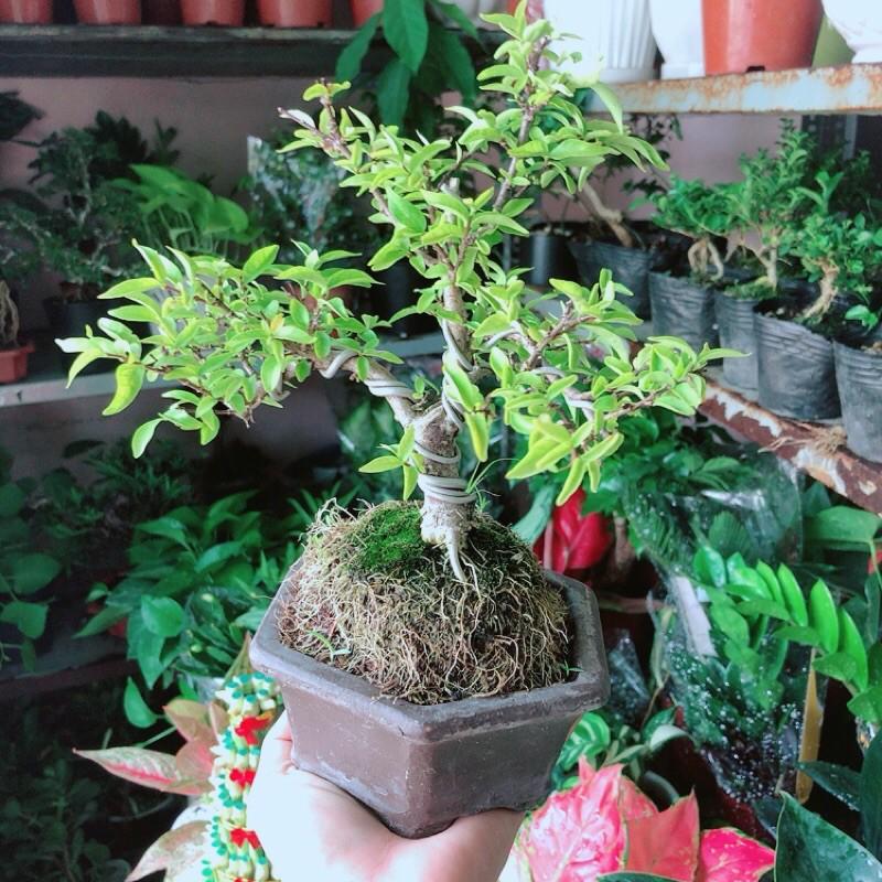 Chậu Mai Chiếu Thuỷ Bonsai